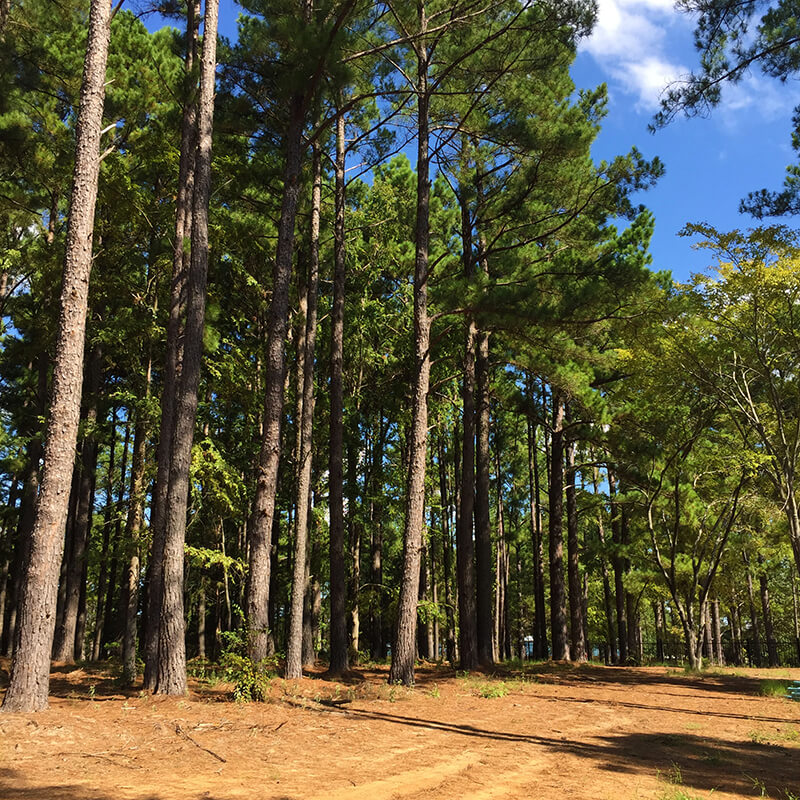 Mallards Cove Subdivision wooded area